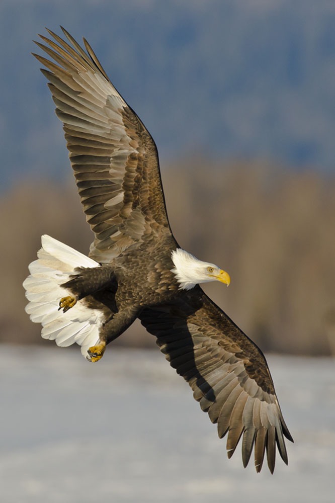 bald eagle flight