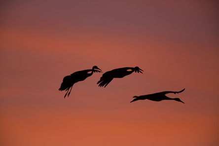 sandhill cranes silhouette bosque del apache