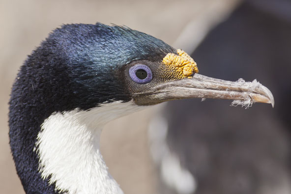 falkland island penguin photo workshop, king cormorant