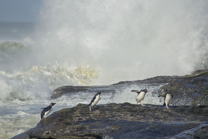 falkland penguins water splash