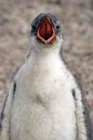 falkland island penguin photo workshop, baby gentoo