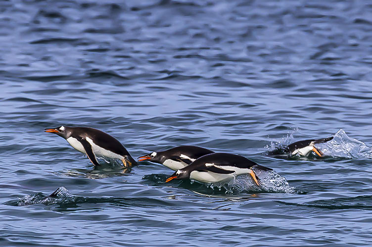 falklands penguin workshop, gentoos jumping