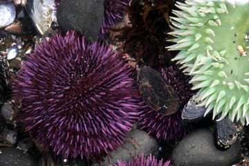 oregon coast tidepool sea anemone sea urchin photo